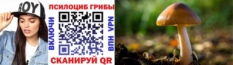 блэк спрут ССЫЛКА  Медвежьегорск  Псилоцибиновые грибы Cubensis 